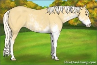 Horse Color:Palomino Sabino