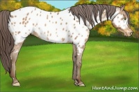 Horse Color:White Spotted Amber Champagne Appaloosa
