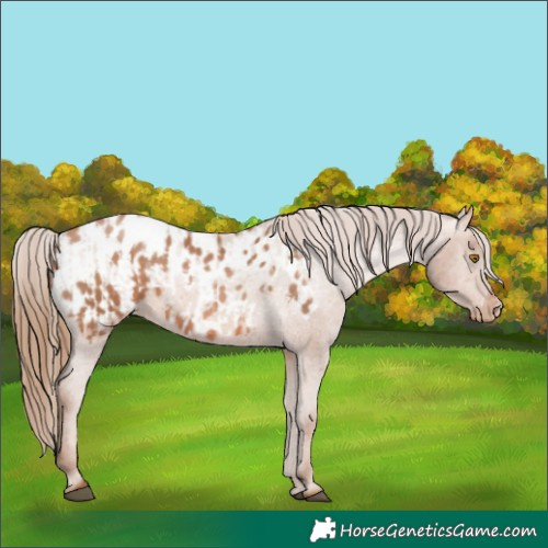 Horse Color:Bay Pearl Appaloosa  and Bay Pearl Appaloosa 
