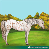 Horse Color:Bay Pearl Appaloosa  and Bay Pearl Appaloosa 