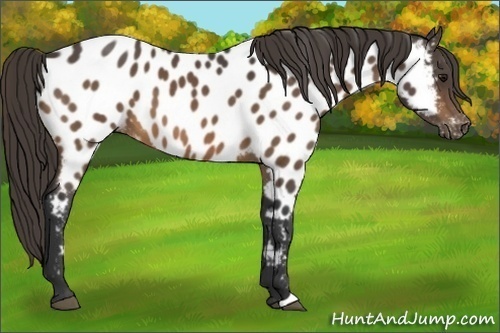 Horse Color:Buckskin Appaloosa