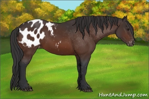Horse Color:Bay Appaloosa
