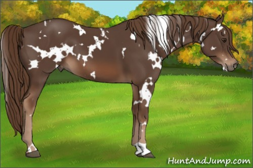 Horse Color:White Spotted Liver Chestnut 