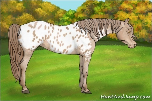 Horse Color:Bay Pearl Appaloosa 