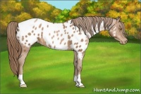Horse Color:Bay Pearl Appaloosa