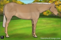 Horse Color:Palomino Frame