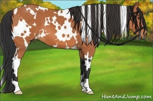Horse Color:White Spotted Bay 