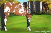Horse Color:White Spotted Bay 