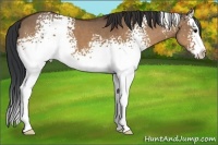 Horse Color:White Spotted Bay Dun Splash 