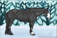 Horse Color:Smoky Black Sabino