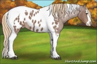 Horse Color:Red Roan Splash Tobiano Appaloosa 