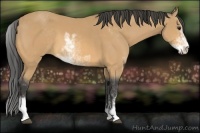 Horse Color:Buckskin Sabino