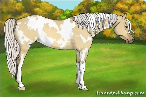 Horse Color:White Spotted Silver Buckskin Dun
