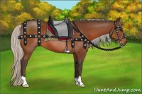 Horse Color:Silver Bay 