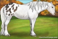 Horse Color:Liver Chestnut Appaloosa 