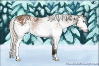 Horse Color:White Spotted Silver Brown Ice
