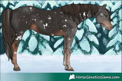 Horse Color:White Spotted Liver Chestnut 