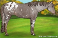 Horse Color:White Spotted Liver Chestnut Appaloosa Rabicano 