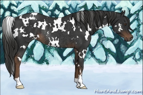 Horse Color:White Spotted Liver Chestnut Rabicano 