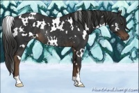 Horse Color:White Spotted Liver Chestnut Rabicano 