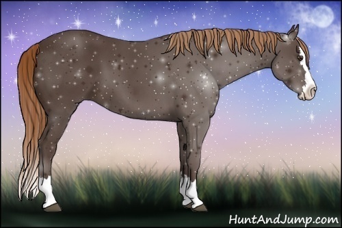 Horse Color:Liver Chestnut Sabino Splash