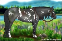Horse Color:White Spotted Black Sabino Rabicano