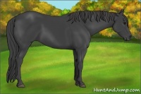 Horse Color:Smoky Black