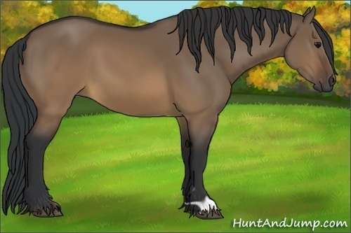 Horse Color:Brown Dun 