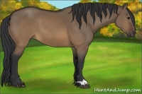 Horse Color:Brown Dun