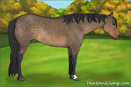 Horse Color:Brown Dun Rabicano 