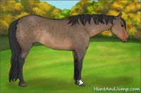 Horse Color:Brown Dun Rabicano