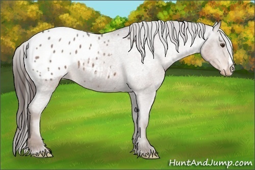 Horse Color:Liver Red Roan Appaloosa