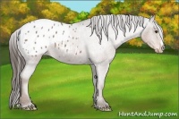 Horse Color:Liver Red Roan Appaloosa