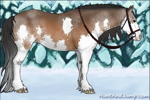 Horse Color:Brown Splash