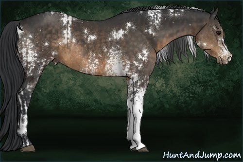 Horse Color:White Spotted Buckskin Rabicano  and White Spotted Brown Rabicano 
