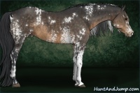 Horse Color:White Spotted Buckskin Rabicano and White Spotted Brown Rabicano