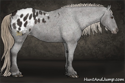 Horse Color:Liver Chestnut Appaloosa 