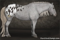 Horse Color:Liver Chestnut Appaloosa 