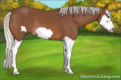 Horse Color:Silver Bay Splash Frame