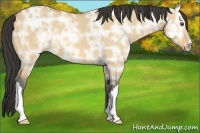 Horse Color:Buckskin Ice Dun 