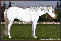 Horse Color:Chestnut Sabino Rabicano 