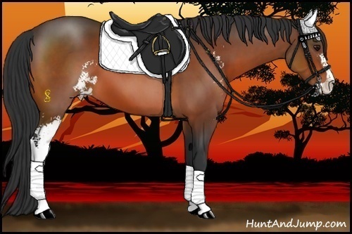 Horse Color:Bay Sabino