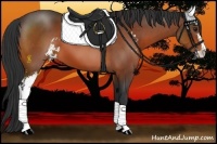 Horse Color:Bay Sabino 