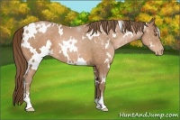 Horse Color:White Spotted Bay Pearl Sabino 