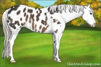 Horse Color:Liver Chestnut Appaloosa 