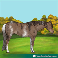 Horse Color:White Spotted Liver Red Dun Brindle 