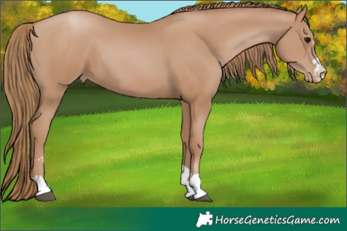 Horse Color:Black Pearl 