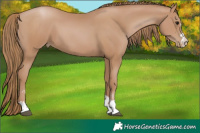Horse Color:Black Pearl 