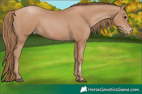 Horse Color:Black Pearl 