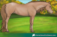 Horse Color:Black Pearl